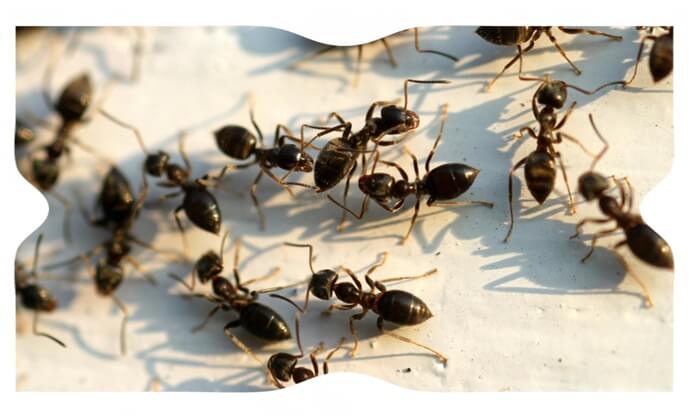 شركة مكافحة النمل الابيض بالدمام 0530466681 اقوى المبيدات – المثالي