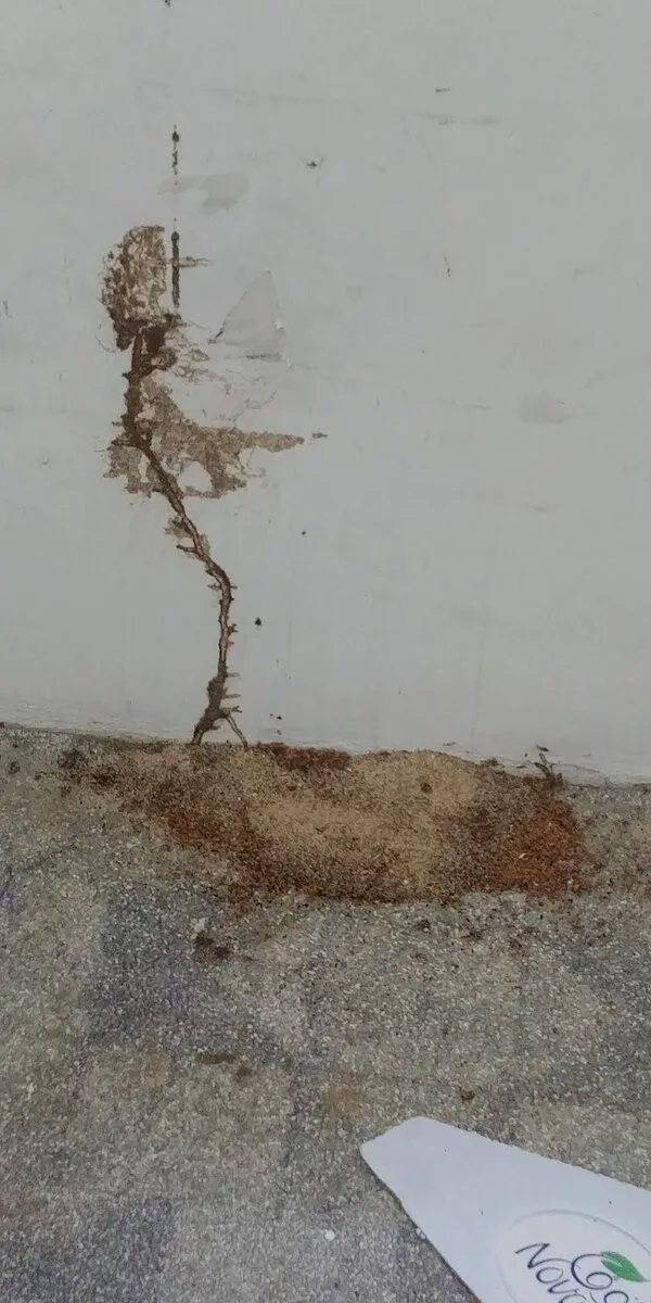 شركة مكافحة حشرات بالجبيل