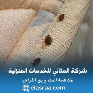 5 طرق للتخلص من العث في المنزل ومنع عودتها مرة أخرى