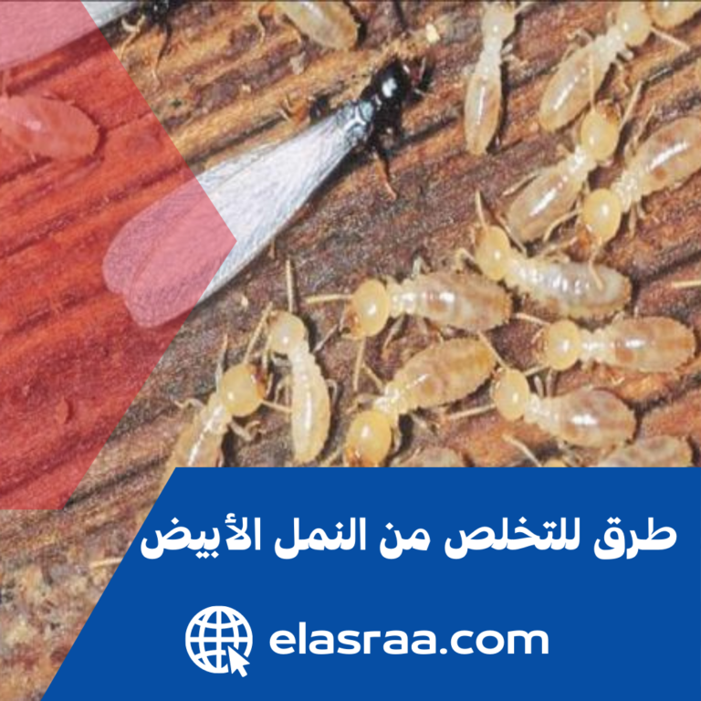 5 طرق للتخلص من النمل الأبيض في المنزل