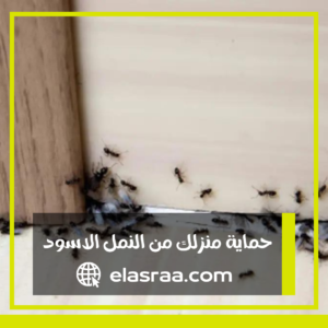 كيف تحمي منزلك من النمل الأسود الضار دليل شامل