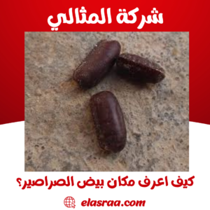 كيف اعرف مكان بيض الصراصير؟