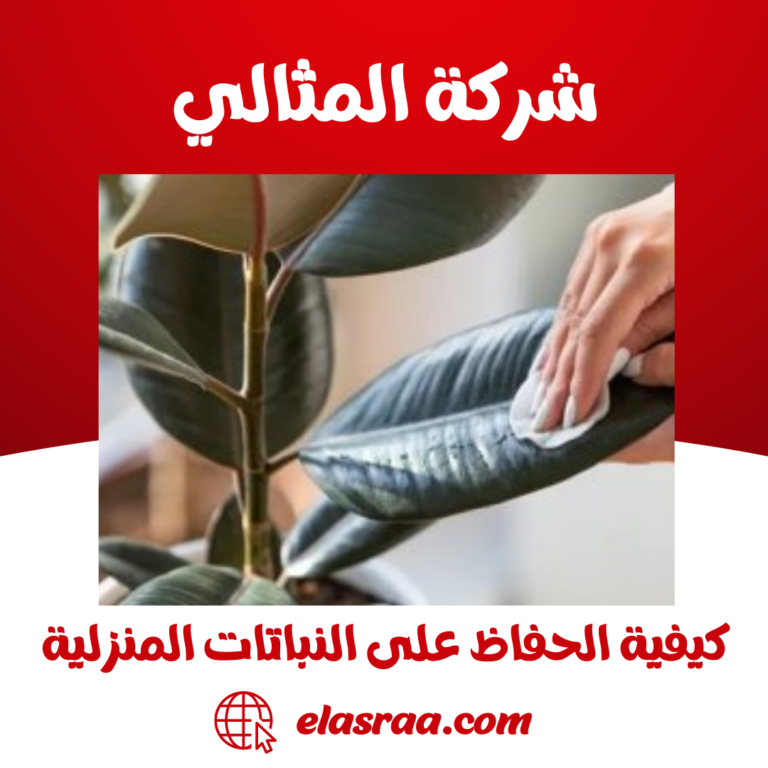 كيفية الحفاظ على النباتات المنزلية