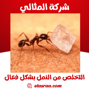 التخلص من النمل بشكل فعال