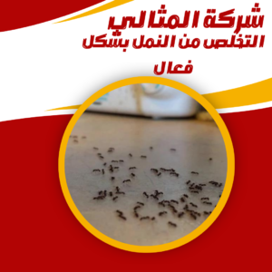 التخلص من النمل بشكل فعال