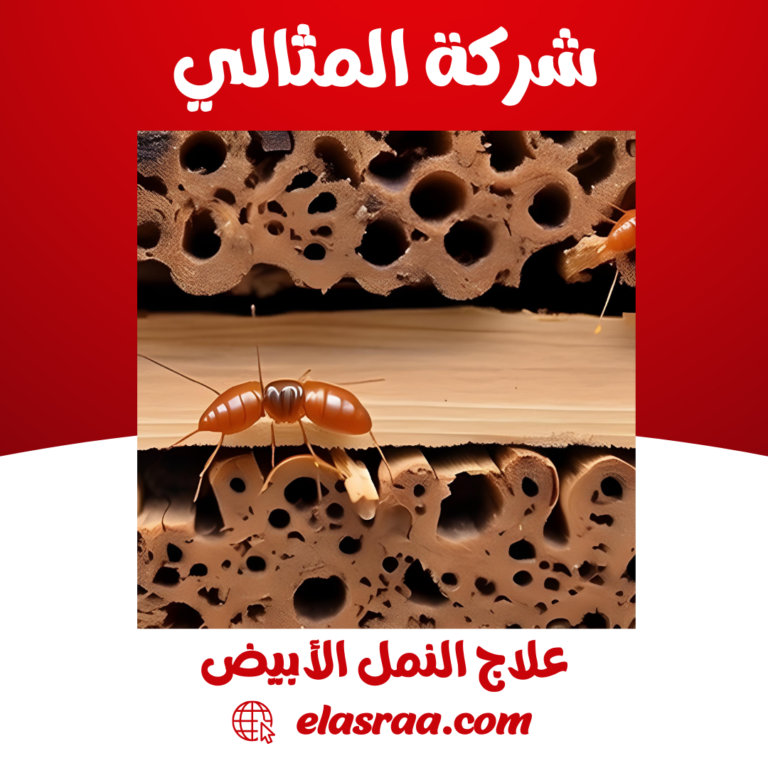 علاج النمل الأبيض