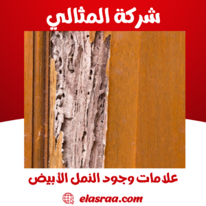 علامات وجود النمل الأبيض