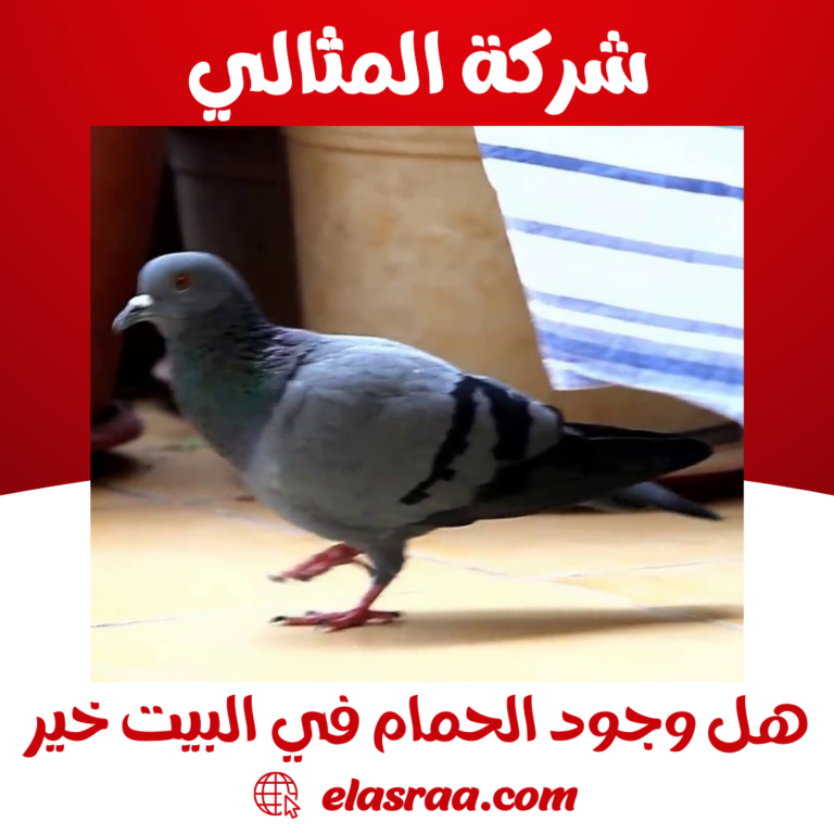 هل وجود الحمام في البيت خير