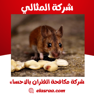 شركة مكافحة الفئران بالاحساء
