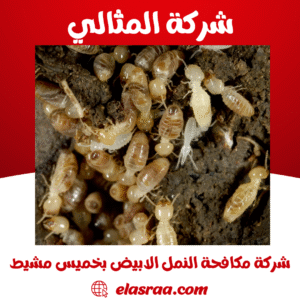 شركة مكافحة النمل الابيض بخميس مشيط شركة مكافحة النمل الابيض بخميس مشيط