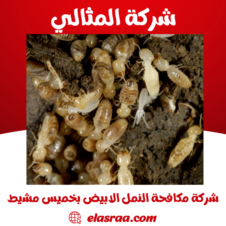 شركة مكافحة النمل الابيض بخميس مشيط